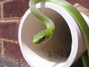 Green snake on wall drain.jpg