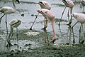 Flamingos Feeding.jpg