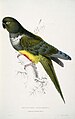 Cyanoliseus patagonus -Psittacara patagonica Patagonian Parrakeet-Maccaw -by Edward Lear 1812-1888.jpg