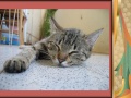 Sleeping cat 23 pptCB09.jpg
