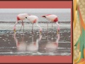 Flamingo 23 pptCB09.jpg