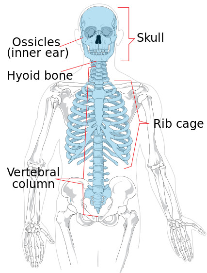 Archivo:Axial skeleton diagram.svg