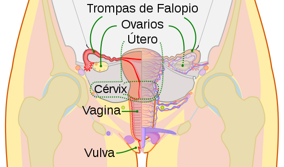 Archivo:Scheme female reproductive system-es.svg
