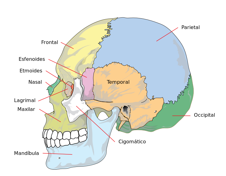 Archivo:Human skull side simplified (bones)-es.svg