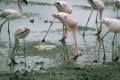 Alimentandose Flamingos Feeding.jpg