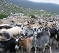 Cropped-Herd Of Goats.jpg