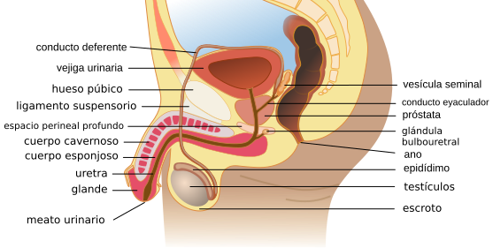 Archivo:Human male reproductive system-es.svg