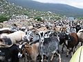 Herd Of Goats.jpg