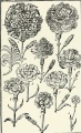 Carnations (1915) (20480128629).jpg