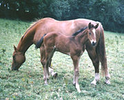 Irish Sport Horse foal and mare.jpg