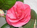 Camellia japonica0.jpg