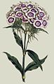Dianthus barbatus00.jpg