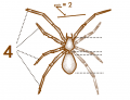 Ana Spider-characteristics.png